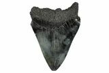Fossil Megalodon Tooth - South Carolina #340195-1